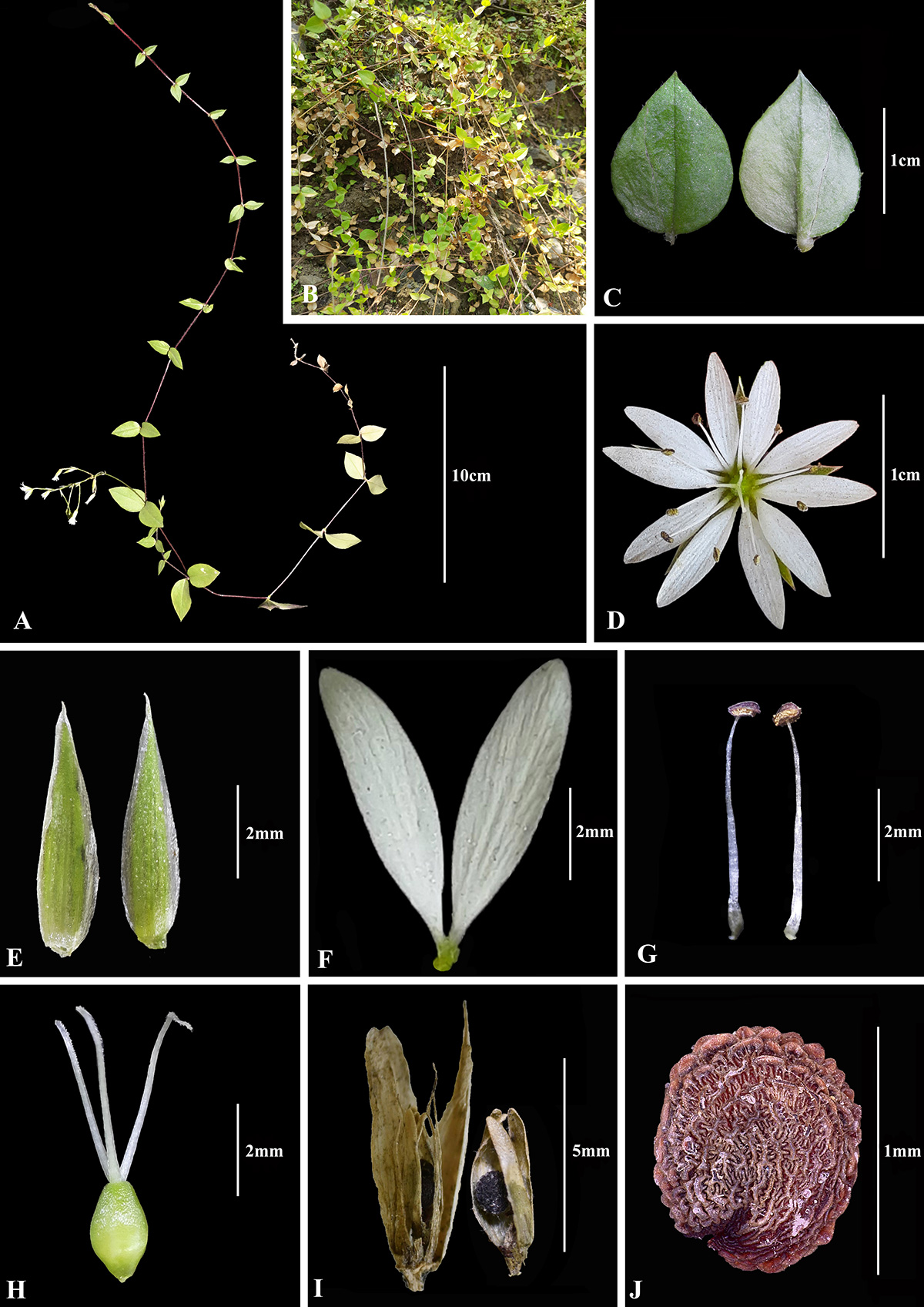 Stellaria-nepalensis-final-photoplate.jpg